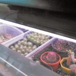 植物育成灯