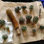 サボテンの植え替え