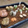リトープスの植え替えについて