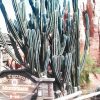 ディズニーランドの多肉植物とか