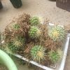サボテンの培養土と肥料についての実験2016