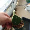 サボテン接ぎ木入門(団扇サボテン編)