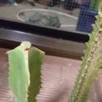 ユーフォルビア接木