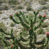 アウストロキリンドロプンチア属 - Austrocylindropuntia