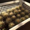 サボテンの冬越し場所の検証大実験!