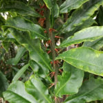 Pereskia grandifolia | Botanic Garden Meise | Jungle Rebel | Flickr