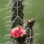 By Senorhorst Jahnsen from Mumbai, India - different day, different cactus, CC BY 2.0, Link