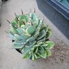 アガベの植え替え!