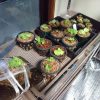 胞子培養のリドレイをついにポット上げ!