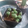 ユーフォルビアの接木をするぜ!の巻