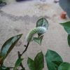 サボテン接ぎ木入門(杢キリン編)