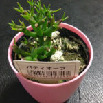謎の100円多肉植物パティオ―ラの花が咲く