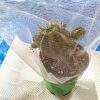 ユーフォルビア・バリダの播種から発芽まで