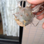 発根こそ至高の喜びなり