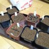 サボテンの発芽条件について(光と温度)