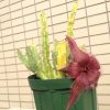 スタペリア犀角、開花と黒い斑点の病気!