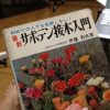 サボテン接ぎ木入門(キリン団扇編)