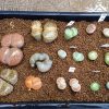 リトープスが腐った原因は何だ!?