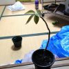 杢キリンとキリンウチワの光合成について