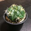 ギムノカリキウム:海王丸の育て方