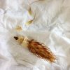 金鯱を種から育てるぞ!初めてのサボテン実生編【追記2014/11/02】