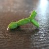 リプサリス:青柳の育て方