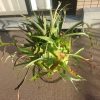 巨大ビカクシダの成長