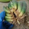 サボテン群生株の根腐れ問題