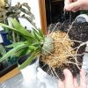 ミルメコディアの育て方と板付