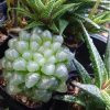 ハオルチアやエケベリアの接木は可能か