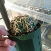 植え替えたサボテンが水を吸わない!