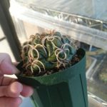 植え替えたサボテンが水を吸わない!