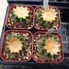 金鯱は群生株になるのか問題