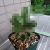 金鯱の台木としての可能性