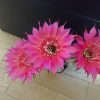 サボテン開花のタイムラプス動画を撮ろう!
