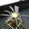 パキポディウムの接木をするぞ!