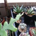 【閲覧注意】サボテンが何者かに食べられた【虫注意】