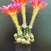 サボテン開花動画