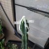 【サボテン接木】大きい台木は成長速度も早いのか問題