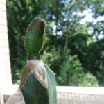 腐りかけのサボテンを接木で救え大作戦!