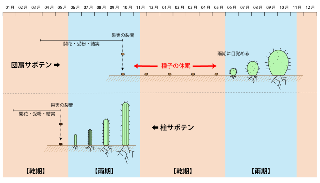 ウチワサボテン実生の注意点
