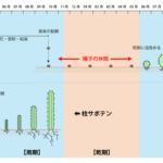 ウチワサボテン実生の注意点