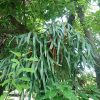 ディズニーシーの植物たち(一般植物編)