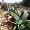 ディズニーシーの植物たち(多肉植物編)