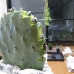サボテン接木!階段状ウチワサボテンへの揚げ接ぎ大作戦!