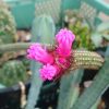 謎のサボテン「アロハドア・ペニキラータ」の花、遂に咲く!