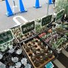コーナン港北インター店の多肉植物フェアに行ってきたぞ!