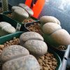 一番強いやつはこいつだ!茶色いリトープス最強説!