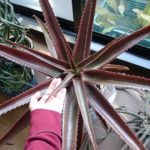 復活のバオンベ!巨大アロエの花が咲きそう!