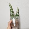 世界らん展日本大賞2018に行ってきたぞ!
